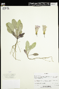 Penstemon grandiflorus image