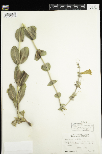 Penstemon grandiflorus image