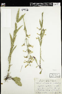 Penstemon pallidus image