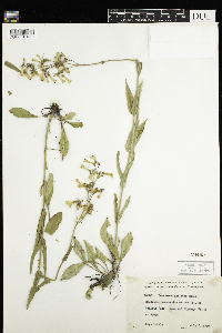 Penstemon pallidus image