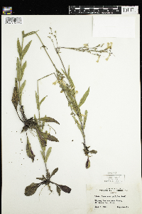 Penstemon pallidus image