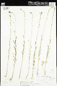 Nuttallanthus texanus image