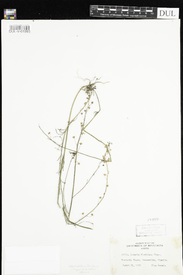 Nuttallanthus floridanus image