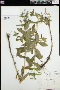 Mimulus ringens image