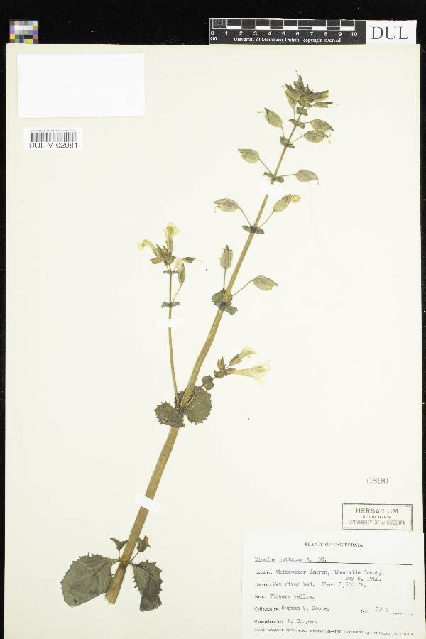 Erythranthe guttata image