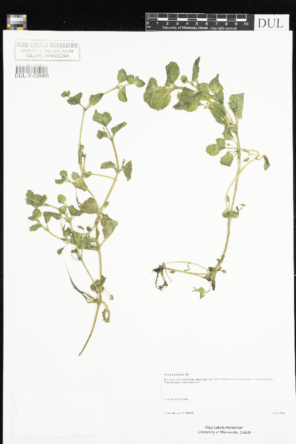 Erythranthe geyeri image