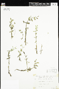 Lindernia dubia image