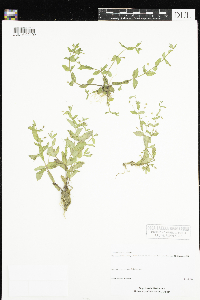 Lindernia dubia image
