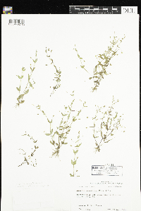Lindernia dubia image