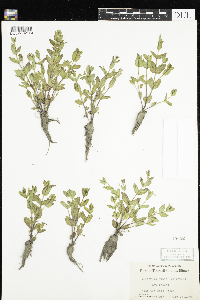 Lindernia dubia image