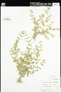 Lindernia dubia image