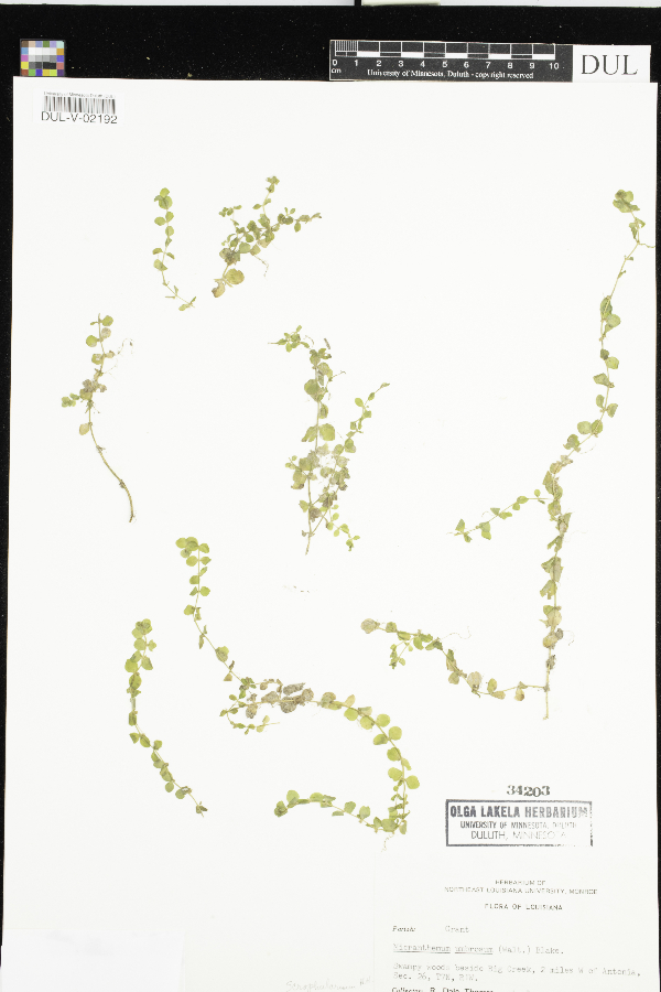 Micranthemum umbrosum image