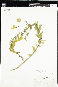 Thumbnail image of current specimen