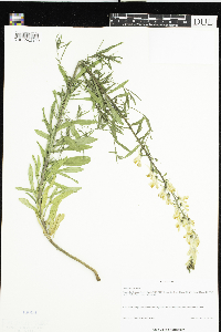 Linaria vulgaris image