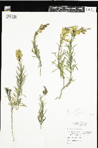 Linaria vulgaris image