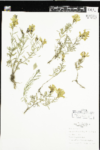 Linaria vulgaris image