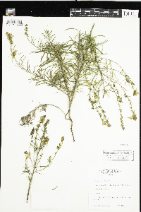 Linaria vulgaris image