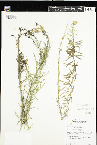 Linaria vulgaris image