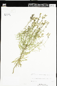 Linaria vulgaris image