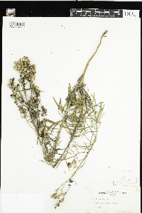 Linaria vulgaris image