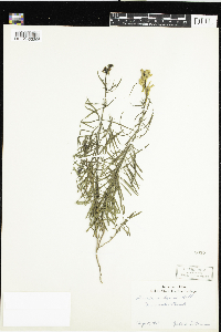 Linaria vulgaris image