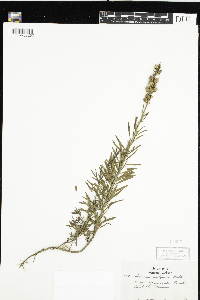 Linaria vulgaris image