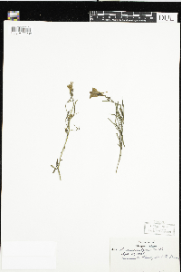 Linaria vulgaris image