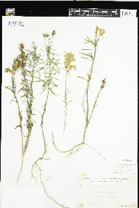 Linaria vulgaris image