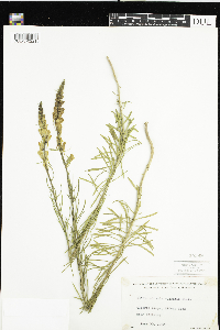 Linaria vulgaris image