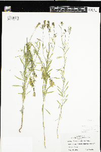 Linaria vulgaris image