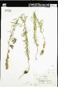 Linaria vulgaris image