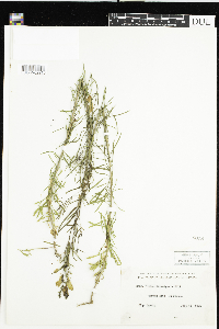 Linaria vulgaris image