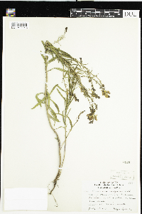 Linaria vulgaris image