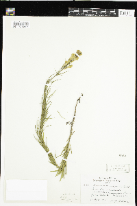 Linaria vulgaris image