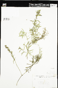 Linaria vulgaris image