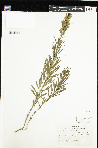 Linaria vulgaris image