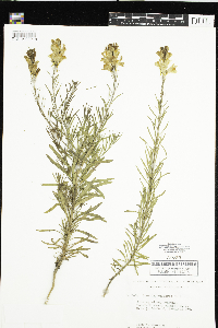 Linaria vulgaris image
