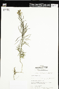Linaria vulgaris image