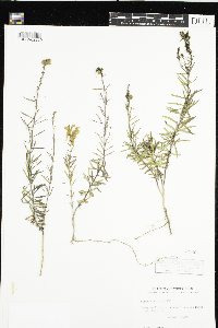 Linaria vulgaris image