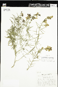 Linaria vulgaris image
