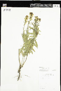Linaria vulgaris image