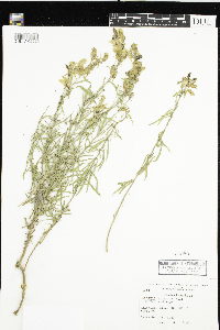 Linaria vulgaris image