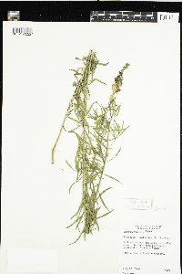 Linaria vulgaris image
