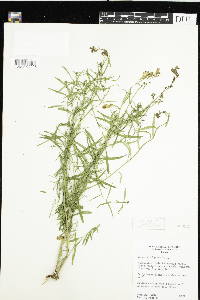 Linaria vulgaris image