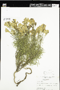 Linaria vulgaris image