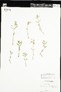 Gratiola neglecta image