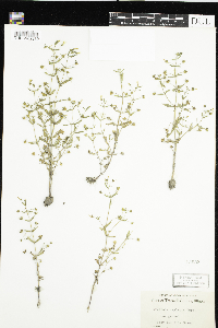 Gratiola neglecta image