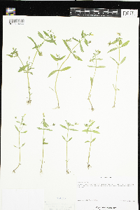 Gratiola neglecta image