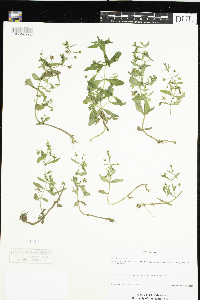 Gratiola neglecta image