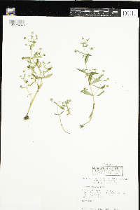 Gratiola neglecta image